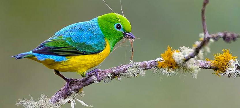 Bird Watching - Nature & Wildlife