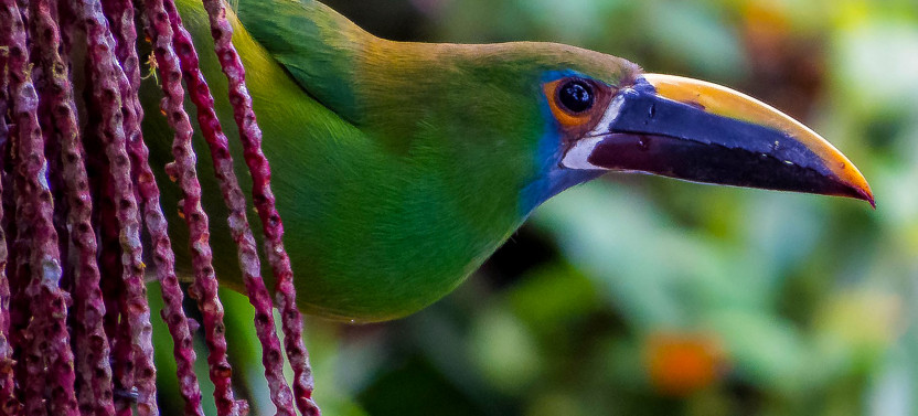 Bird Watching - Nature & Wildlife