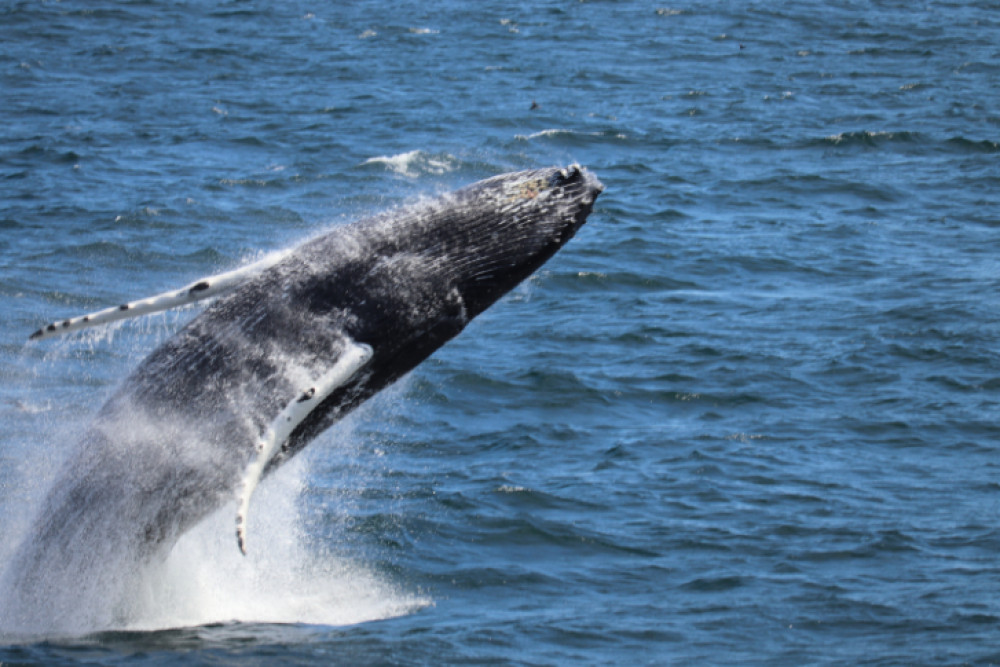 Best Value Whale Watching Tour From Reykjavik