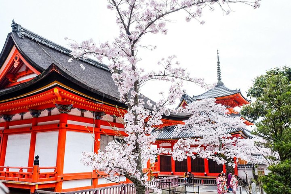 Private & Unique Kyoto Cherry Blossom