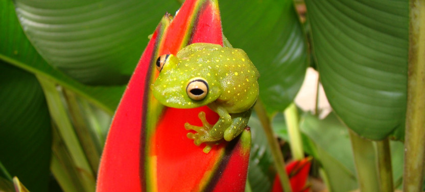 4-Day Amazon Journey in the Heart of Cuyabeno