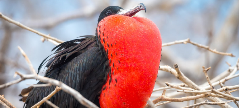 7 Days - The Most Visited Wonders Of The Galapagos Islands
