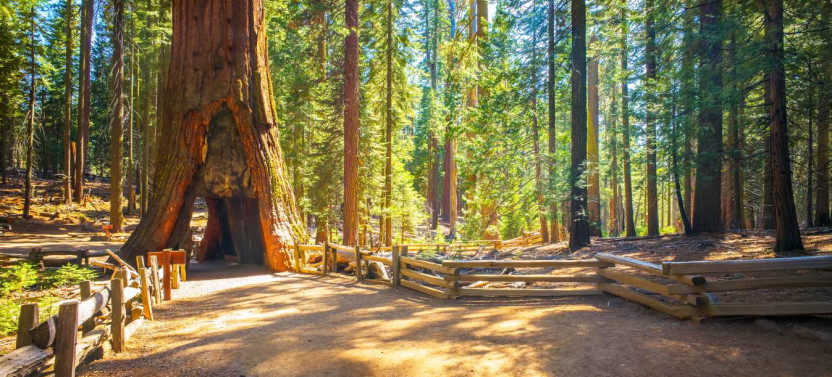 Sequoia & Kings Canyon National Park Self-Driving Audio Tour