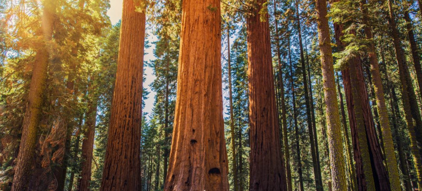 Sequoia & Kings Canyon National Park Self-Driving Audio Tour