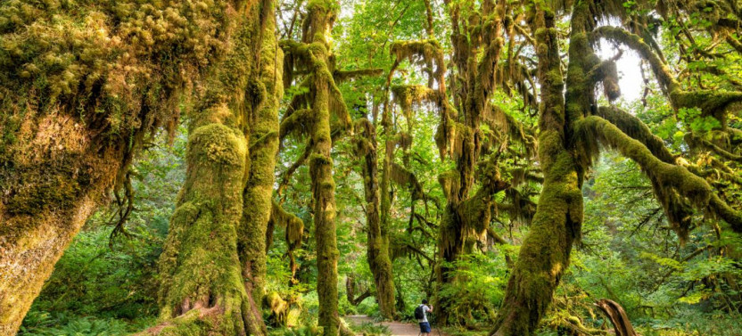 Olympic National Park Self-Guided Driving Audio Tour