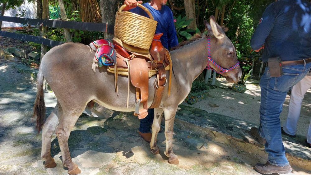 Horseback Riding Rancho Bonanza In Riviera Maya - Cancun | Project ...