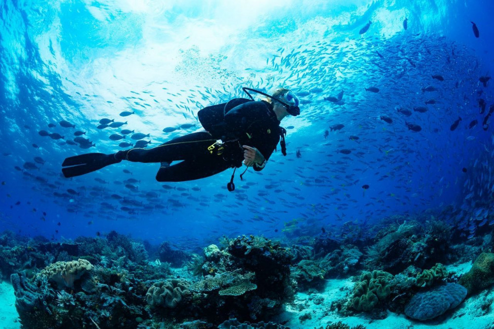 Scuba Diver Certification Course & Beach Club In Riviera Maya