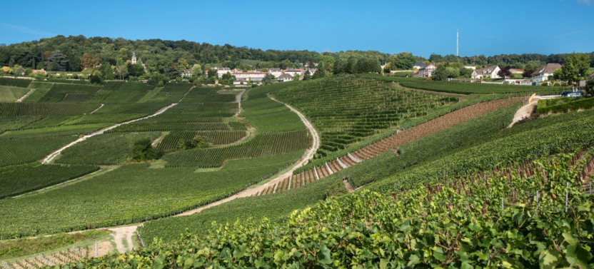 Champagne Day Tour With Tastings: three Family Wineries & Lunch