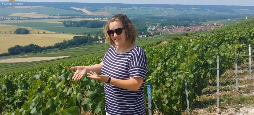 Champagne Day Tour With Tastings: three Family Wineries & Lunch