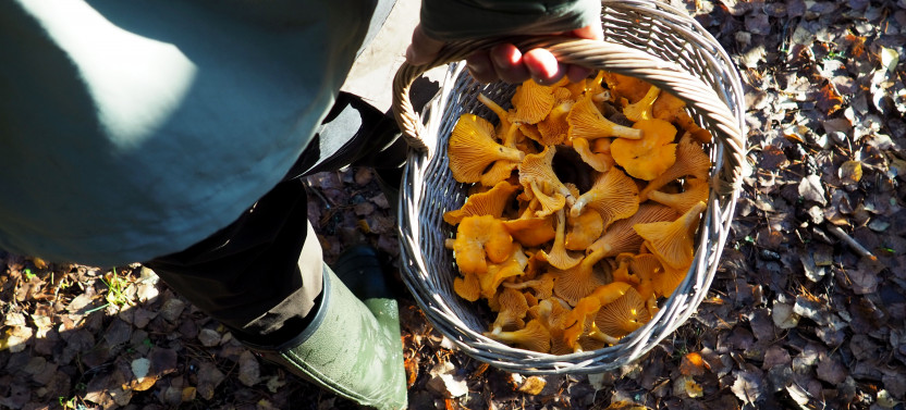 Mushroom Hunting Tour in a National Park