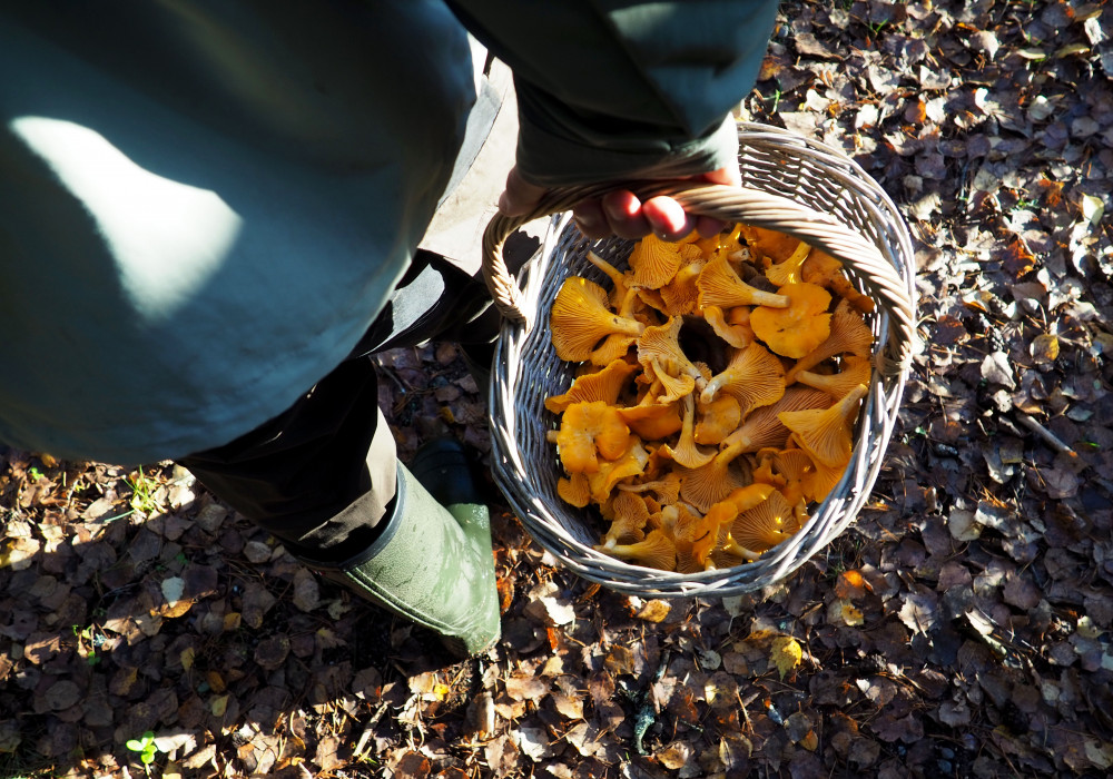 Mushroom Hunting Tour in a National Park