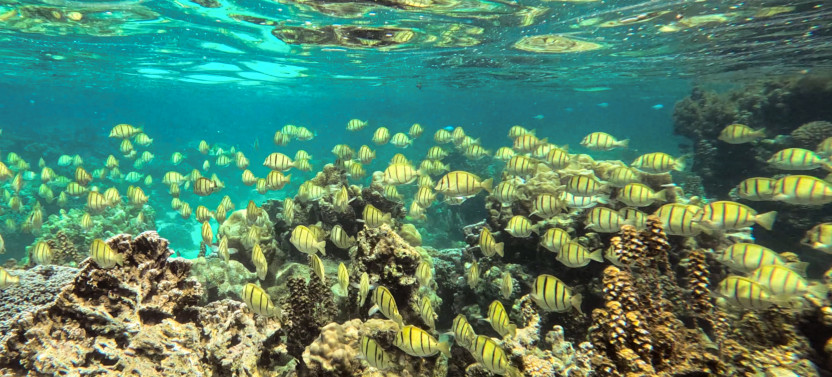 Sea Scooter Snorkel Tour - Lagoon Trip: Wrecks & Coral Garden -2h