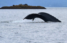 Juneau Lighthouse Tours4