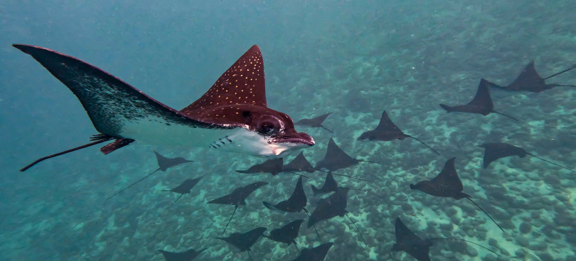 Sea Scooter Snorkel Tour - Reef Trip : Turtles, Rays & Sharks -2h