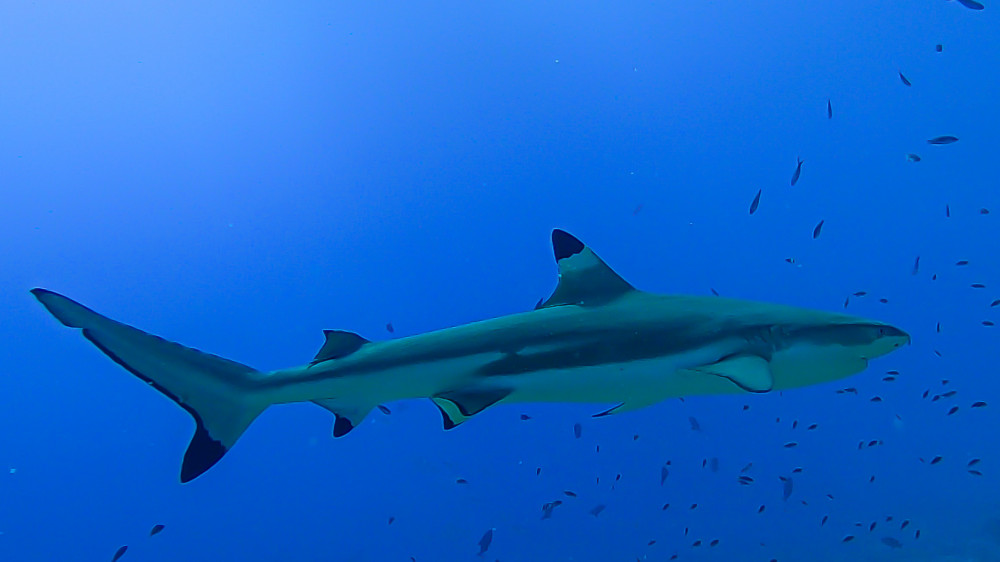 'ATAE Safari Ocean Tahiti