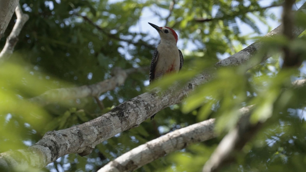 Bird Watching Coba & Punta Laguna Private Tour