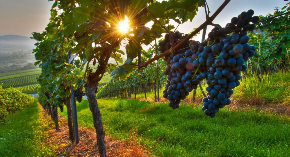 Kefalonia Wine Routes with 18 Wine Tastings in 3 Wineries