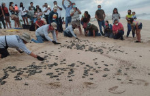 Baby Sea Turtles Release and Bioluminicents lights.