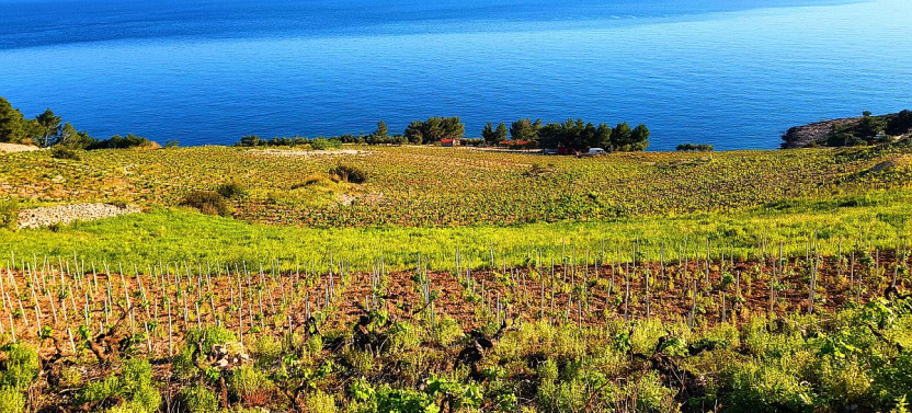 Dingac Peljesac & Ston Wine Tour from Dubrovnik