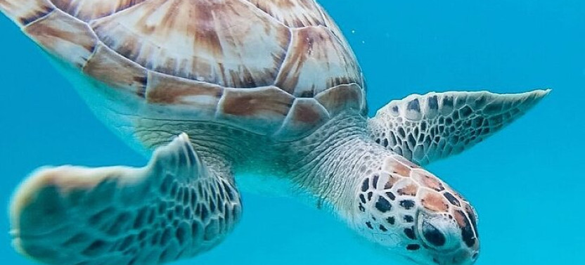 Ultimate Barbados Beach Day and Snorkel Cruise