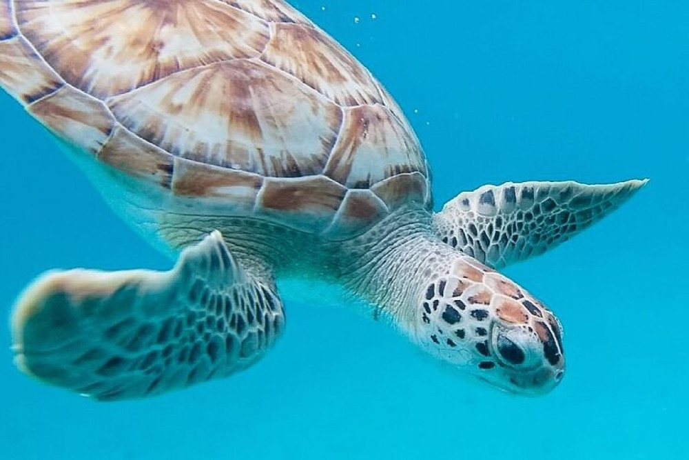 Beautiful Barbados Tours and Excursions Ltd