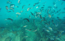 Beautiful Barbados Tours and Excursions Ltd12
