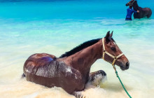 Beautiful Barbados Tours and Excursions Ltd2