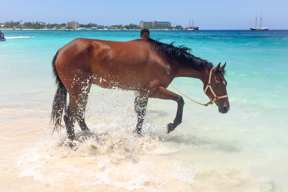 Carlisle Bay Swimming Horses Breakfast and Beach Day