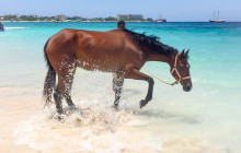 Beautiful Barbados Tours and Excursions Ltd1