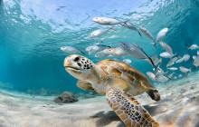 Beautiful Barbados Tours and Excursions Ltd13