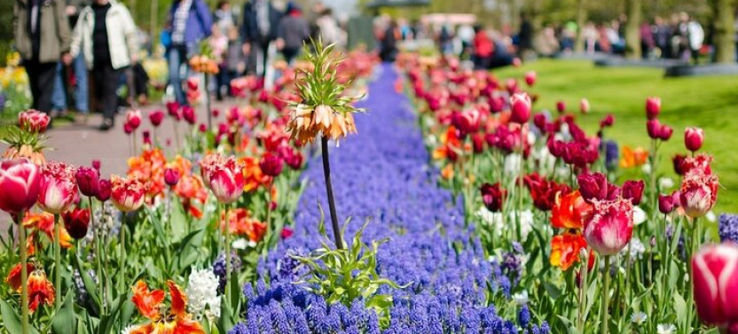 Day Trip To Tulip Gardens Of Keukenhof: Private & Personalized