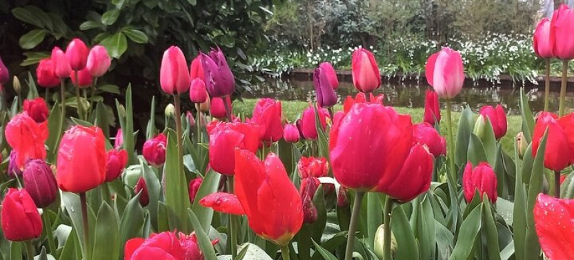 Day Trip To Tulip Gardens Of Keukenhof: Private & Personalized