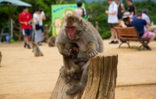 Japan Tour Adventure3