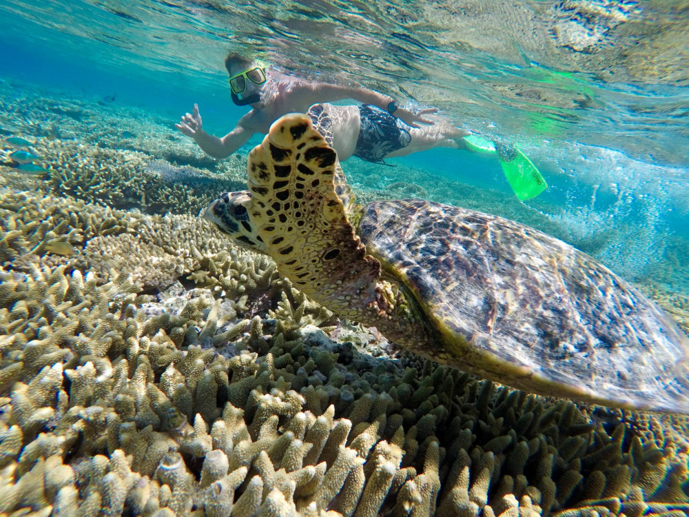 great barrier reef eco tours