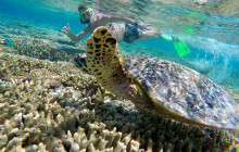 1770 Reef - Great Barrier Reef Eco Tours4