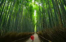 Japan Tour Adventure6