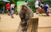 Japan Tour Adventure6
