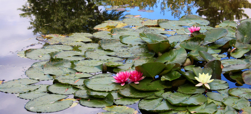 Half-Day Tour:Giverny with Monet’s Home & Gardens from Paris