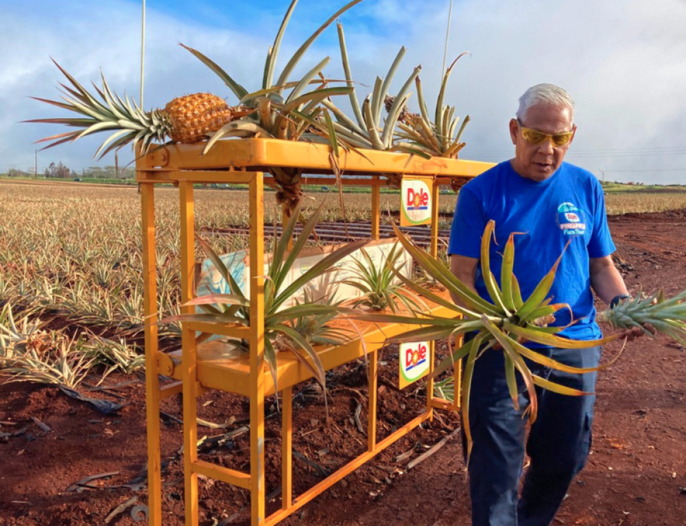 North Shore DOLE Pineapple Farm Tour Honolulu Project Expedition