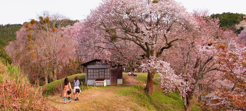 Private & Personalized Nara Day Trip From Kyoto With A Local