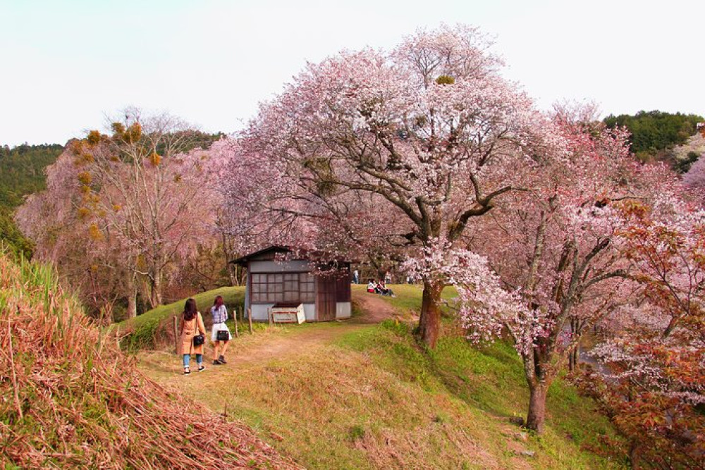 Private & Personalized Nara Day Trip From Kyoto With A Local