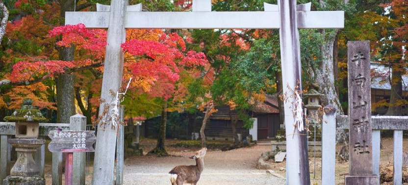 Private & Personalized Nara Day Trip From Kyoto With A Local