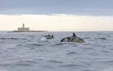 SeaEO Tours8