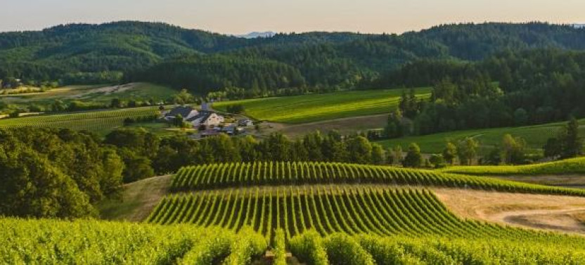 Willamette Valley: Private Trip from Portland w/ Wine Tastings & Lunch