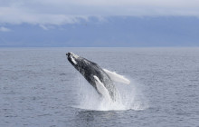 Icelandia796