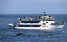 Icelandia798