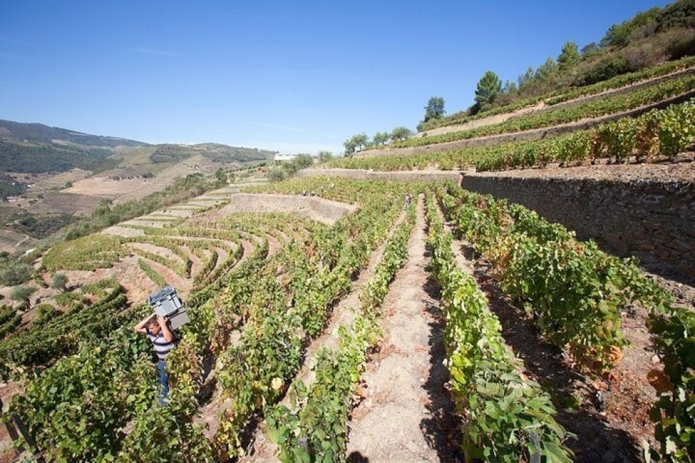 Private Tour Douro Valley 2 Farms with Wine Tastings, Lunch and Boat Ride Porto Project
