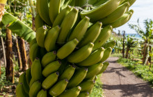 Pearl of the Atlantic2