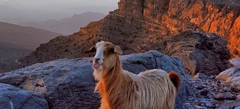 Al Hamra & Jebel Shams - Muscat, Oman