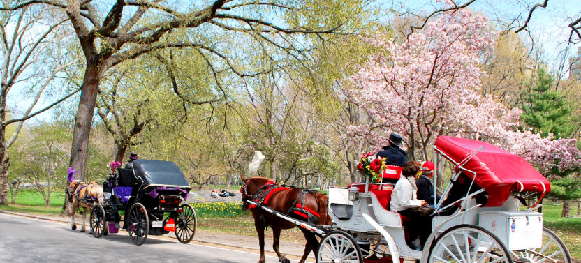 Central Park Fun Private Tour